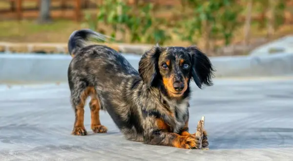 Un adorable chien saucisse, au pelage marbré et aux yeux bleus et marrons, joue avec un bout de bois.