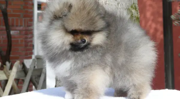 Adorable spitz nain aux poils longs et gris, posé sur une couverture blanche devant un arbre.