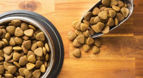 Un bol et une pelle remplis de croquettes sans céréales pour chien, un choix recommandé par les vétérinaires pour une alimentation saine.