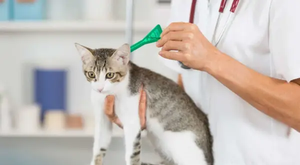 Un vétérinaire applique un traitement antiparasitaire sur un chat. La question "vermifuge tous les combien" est essentielle pour la santé de votre animal.