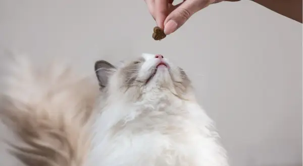 Un chaton Ragdoll attend sa friandise. La question est : combien de gramme de croquette pour un chat stérilisé ?
