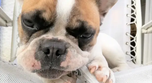 Un chiot bouledogue français mâchouille un jouet, une petite tumeur est visible sur sa babine.