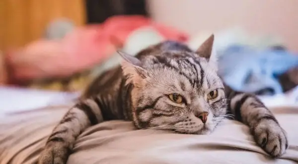 Mon chat s'ennuie, allongé sur le lit, le regard perdu dans le vide. Ses rayures grises ressortent sur le drap clair.