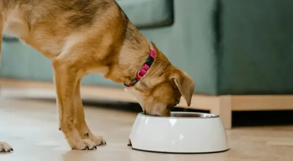 Un chien brun avec un collier rose savoure sa ration ménagère pour chien dans une gamelle blanche.