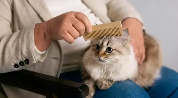 Une personne peigne un chat aux yeux bleus, peut-être pour soigner une maladie de chat poil collé.