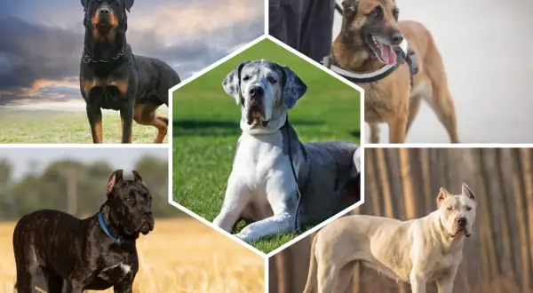 Collage de chiens impressionnants : Rottweiler, Malinois, Dogue Allemand, Cane Corso et Dogo Argentino, des exemples de race de chien de garde.