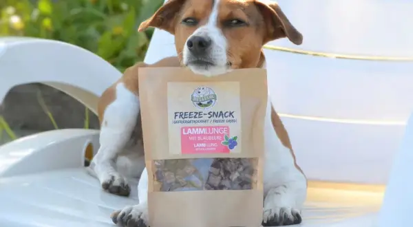 Un chien attend patiemment sa friandise : une mandarine pour les chiens, des morceaux de poumon d'agneau lyophilisé aux myrtilles.