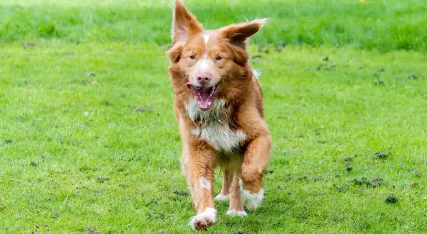 Un chien roux, un golden nouvelle ecosse, court joyeusement sur l'herbe verte, la langue sortie.