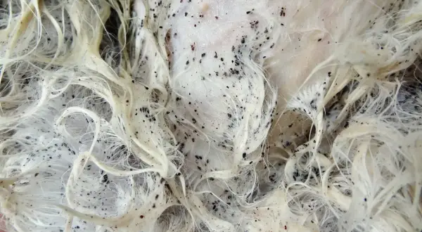 Gros plan sur un pelage blanc envahi par un nid de puce. Les petits points noirs grouillent sur la peau et entre les poils.