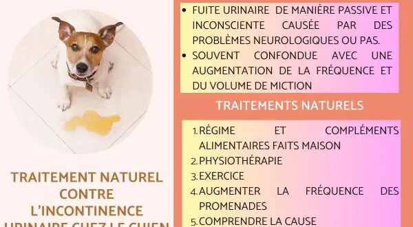 Chien avec une flaque d'urine, sujet de l'incontinence urinaire chez le chien et ses traitements naturels.