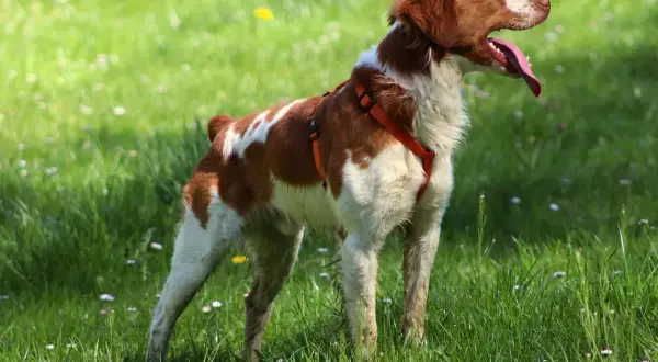 Un épagneul breton, tout excité, court dans l'herbe verte. Sa langue pend, signe de sa joie.