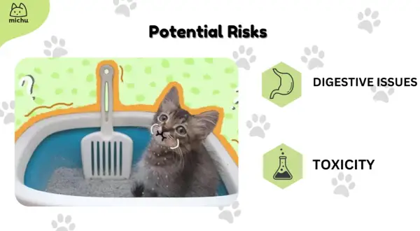 Un chaton curieux semble manger sa litière, soulevant des questions sur les risques digestifs et de toxicité.