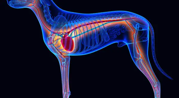 Anatomie d'un chien de 12 ans, montrant le cœur et le système circulatoire. Un souffle au cœur peut affecter ce système.