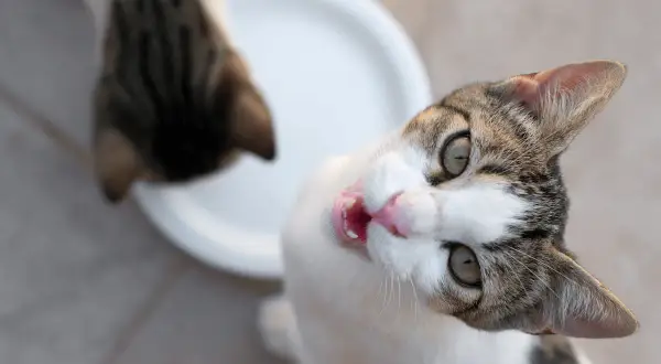 Un chat blanc et tigré, la langue sortie, regarde la caméra avec des yeux écarquillés. Il semble affamé, comme si mon chat a tout le temps faim.