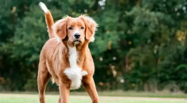 Un adorable retriever de la Nouvelle-Écosse, au pelage roux et blanc, se tient fièrement sur l'herbe verte.