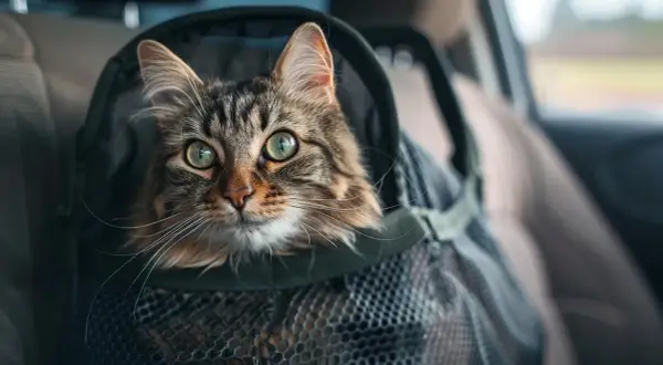Un chat tigré aux grands yeux verts est dans un sac de transport pour un transport en voiture longue distance.