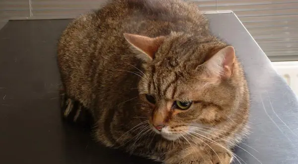 Un chat tigré brun, l'air fatigué, pourrait souffrir d'insuffisance hépatique. Il est couché sur une surface sombre.