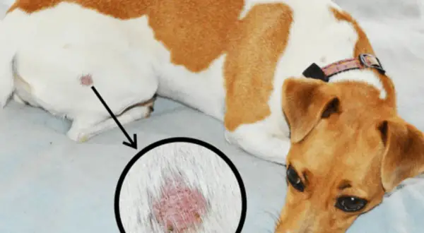 Chien avec une lésion cutanée suspecte de teigne. Zoom sur la zone affectée.