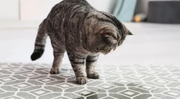 Un chat tigré renifle une tache suspecte sur le tapis, l'odeur de pipi de chat dans une pièce est peut-être là.