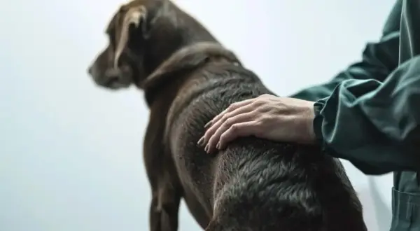 Main d'un vétérinaire caressant un chien brun, peut-être pour le réconforter face à une insuffisance rénale canine.