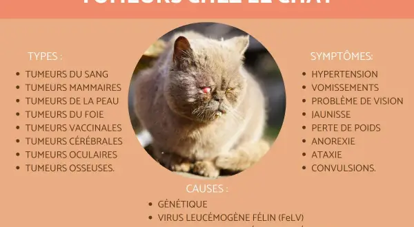 Un chat aux yeux rouges et à la bouche visiblement affectée par une tumeur. L'image liste les types, symptômes et causes des tumeurs chez le chat.