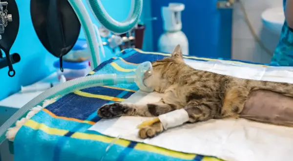Un chat tigré, sous anesthésie, repose sur une couverture colorée avec un masque à oxygène. Son comportement après anesthésie est paisible, avec une perfusion à la patte.