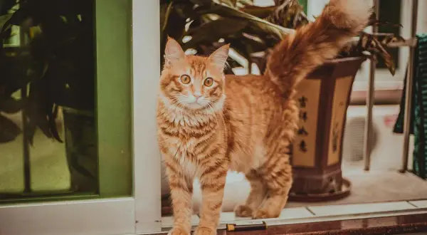Un chat roux aux yeux vifs se tient sur un rebord, sa queue touffue en l'air, signe qu'il est curieux.