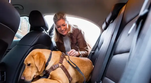 Une femme sourit à son chien insupportable en voiture, attaché sur la banquette arrière en cuir.