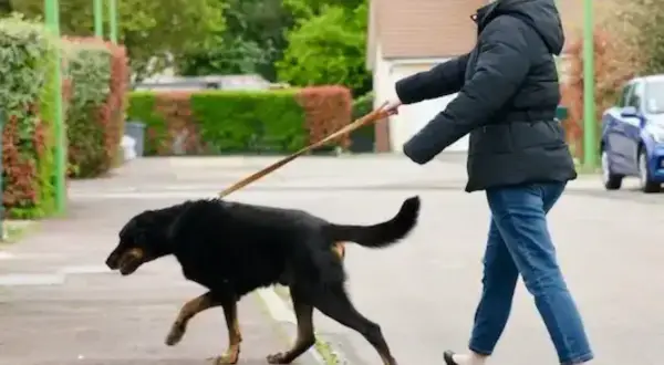 Une femme marche dans la rue, son grand chien noir tire en laisse, impatient d'explorer.