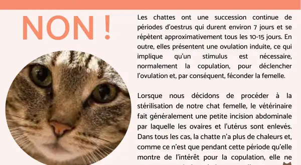Portrait d'un chat tigré, avec le texte "NON !" en gros caractères. La stérilisation empêche le marquage urinaire chez le chat.