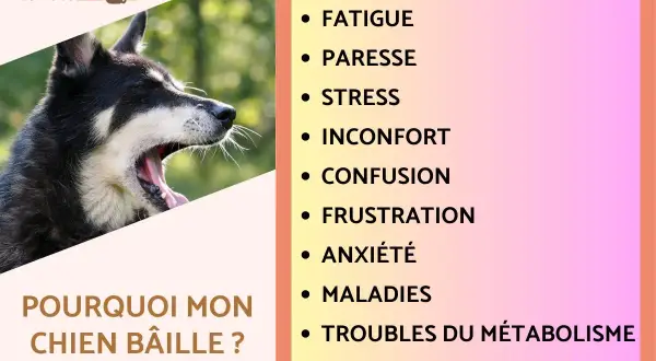 Gros plan sur un chien qui baille, le texte "Pourquoi mon chien bâille ?" est visible. La liste des raisons inclut la fatigue, le stress et l'anxiété.