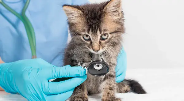 Un vétérinaire examine un chaton aux yeux bleus, peut-être pour une maladie du chat pif. Le chaton est tenu par des mains gantées de bleu.