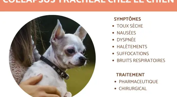 Chien avec collapsus trachéal, une condition affectant la respiration. L'espérance de vie dépend du traitement. Symptômes : toux, dyspnée.