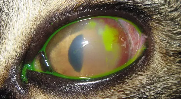 Œil de chat atteint d'un ulcère cornéen, avec une coloration verte fluorescente visible autour de l'iris et une conjonctive rouge.