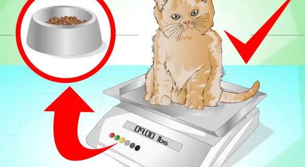 Un chaton roux sur une balance, avec une gamelle de croquettes et une flèche rouge. Comment faire grossir un chat ?