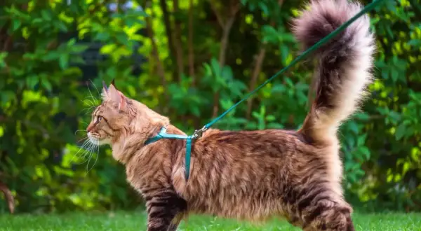 Un majestueux chat Maine Coon, en laisse, explore l'herbe verte et les buissons luxuriants.