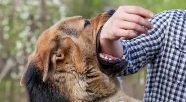 Un chien semble faire une morsure de chien sur le bras d'une personne portant une chemise à carreaux.