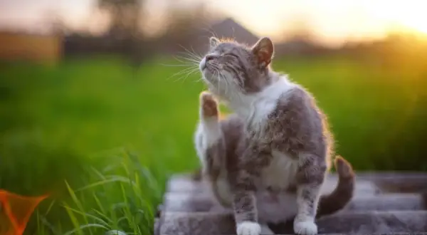 Un chat tigré se gratte l'oreille au soleil couchant. Il semble que mon chat a des puces, il est temps de le traiter.