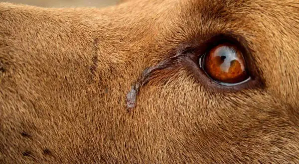 Gros plan sur l'œil d'un chien qui pleure, une larme coulant sur sa fourrure brune.