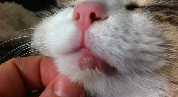 Un gros plan sur le museau d'un chat, révélant une lèvre gonflée et irritée. Une main caresse doucement le chat.