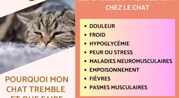 Un chat tigré au regard fatigué, avec une liste des causes de tremblement chez le chat : douleur, froid, hypoglycémie, peur, maladies, empoisonnement, fièvres, spasmes.