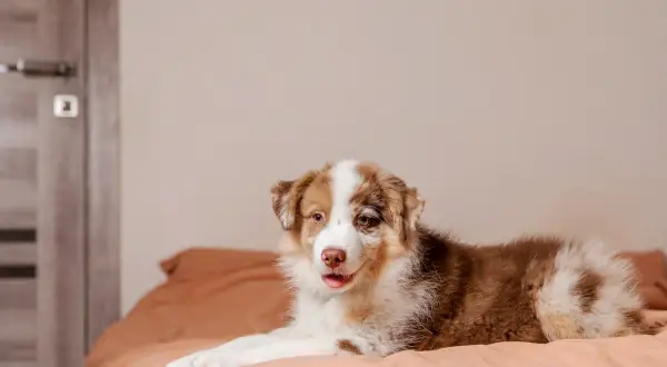 Berger australien sur un lit, l'air curieux. Il est encore jeune, mais on se demande à quel âge un berger australien se calme.