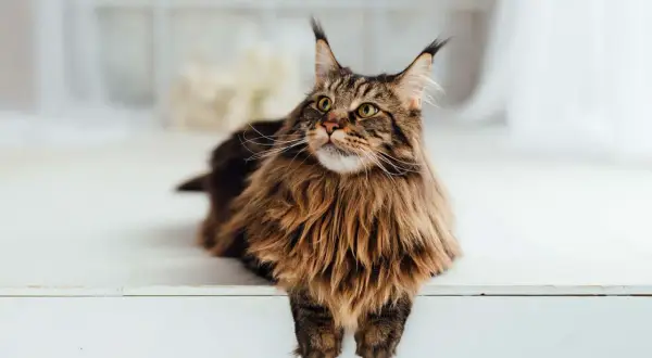 Magnifique Maine Coon au pelage brun tigré, assis sur une surface blanche. Il attend sa nourriture avec impatience.
