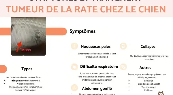 Radiographie montrant une masse dans la rate d'un chien, un signe potentiel de tumeur de la rate chez le chien.