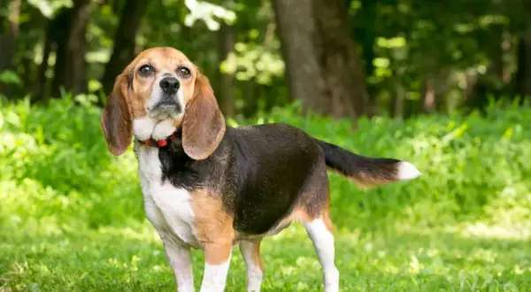 Beagle adulte caractère : ce chien tricolore, au regard curieux, se tient fièrement dans l'herbe verte, prêt pour une nouvelle aventure.