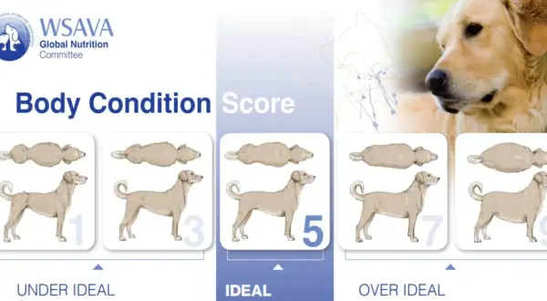 Évaluation du **score corporel chien** : illustrations montrant des chiens de 1 à 9, de maigres à obèses, pour évaluer leur condition physique.