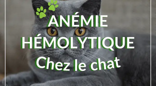 Un chat gris aux yeux jaunes regarde fixement, avec le texte "ANÉMIE HÉMOLYTIQUE Chez le chat" superposé.