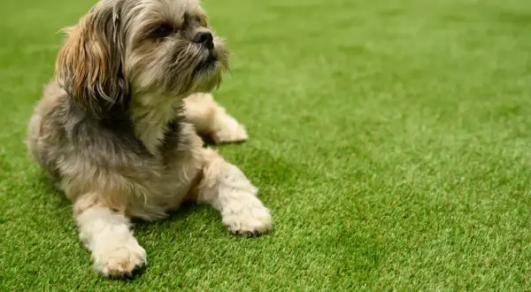 Un petit chien à poils longs se repose sur une herbe à chien d'un vert éclatant.