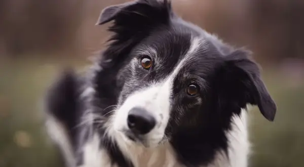Un adorable Border Collie, le meilleur chien de compagnie, regarde avec ses grands yeux expressifs.