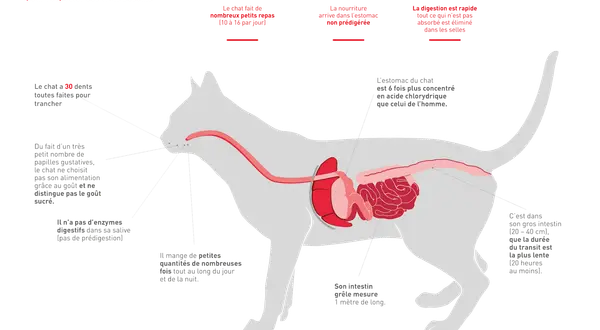 Anatomie du chat : son système digestif est adapté à de petits repas fréquents. La digestion est rapide, avec un estomac très acide. Le temps de digestion dans le gros intestin est d'au moins 20 heures.